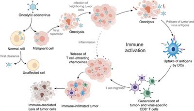 Frontiers | Oncolytic Adenovirus: Prospects for Cancer Immunotherapy